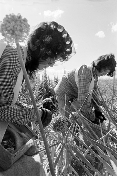 Familjejordbrukaren Ed Ker på A.M. Ker Ranch är en jordbrukande homesteader som odlar alfalfa... av Ted Spiegel