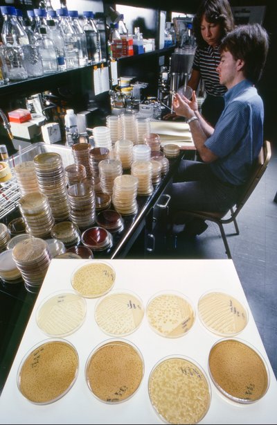 Doktorand vid University of Illinois studerar rekombinant DNA i Library of... av Ted Spiegel
