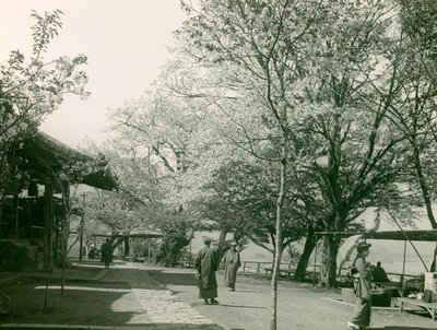 Körsbärsblommor i staden Otsu, ön Honshu, cirka 1900 - 1915 (fotografi) av Teijiro Takagi