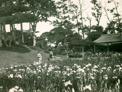 Horikiri Shobuens iris-trädgård i Tokyo, ca 1900 - 1915 (fotografi) av Teijiro Takagi