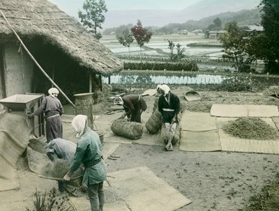 Bönder som rensar ris vid kanten av risfälten i Japan, ca 1900-1915 (fotografi) av Teijiro Takagi