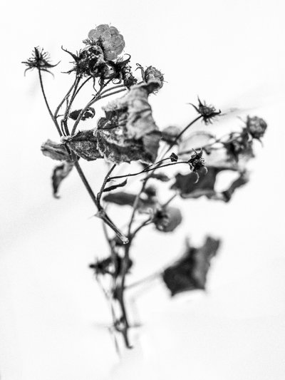 Amid the Flowers 10, 2021 (s/v-foto) av Teis Albers