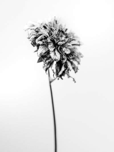 Amid the Flowers 17, 2021 (s/v-foto) av Teis Albers