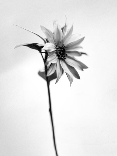 Amid the Flowers 25, 2021 (s/v-foto) av Teis Albers