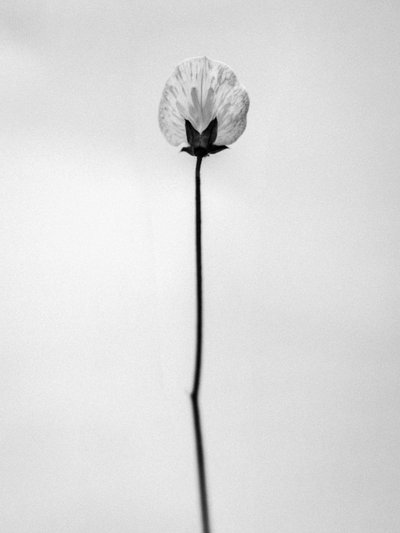 Amid the Flowers 26, 2021 (s/v-foto) av Teis Albers