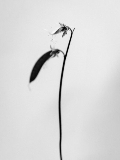 Amid the Flowers 27, 2021 (s/v-foto) av Teis Albers