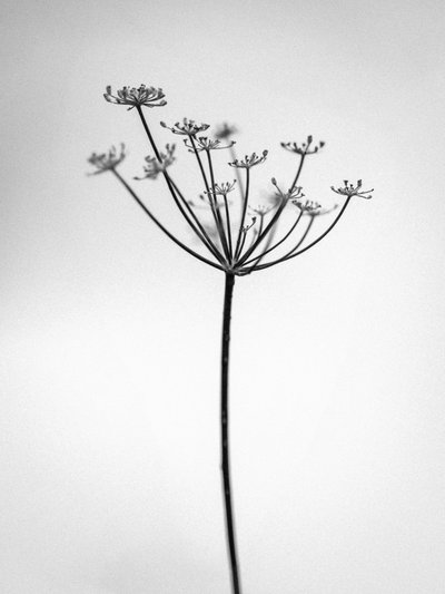 Amid the Flowers 29, 2021 (s/v-foto) av Teis Albers