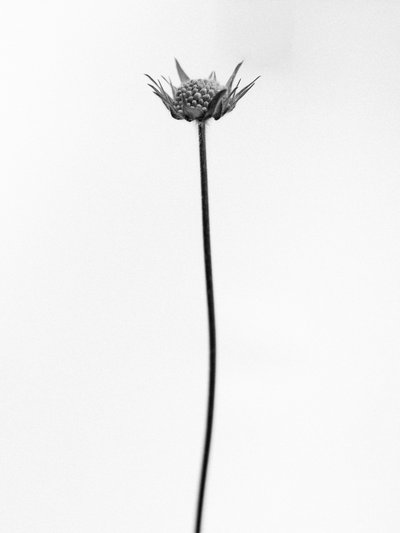 Amid the Flowers 33, 2021 (s/v-foto) av Teis Albers