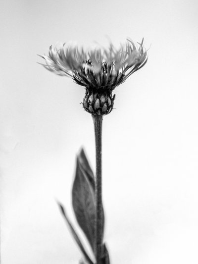 Amid the Flowers 38, 2021 (s/v-foto) av Teis Albers