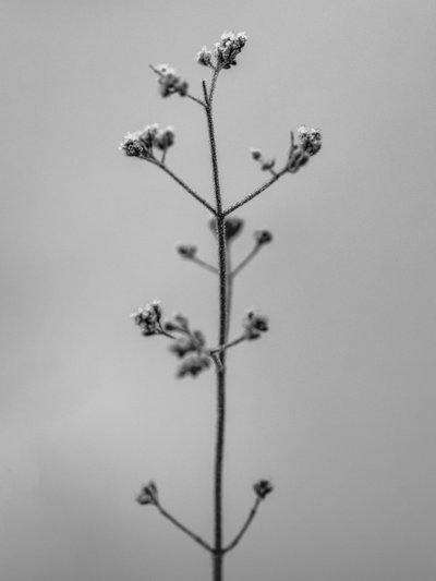 Amid the Flowers 4, 2021 (s/v-foto) av Teis Albers
