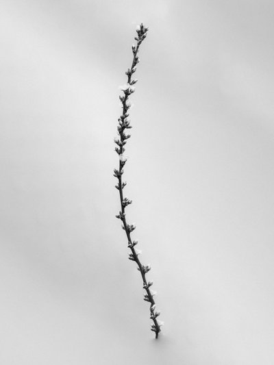 Amid the Flowers 54, 2021 (s/v-foto) av Teis Albers