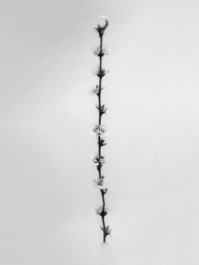 Amid the Flowers 61, 2021 (s/v-foto) av Teis Albers