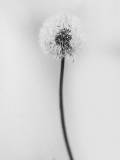 Amid the Flowers 62, 2021 (s/v foto) av Teis Albers