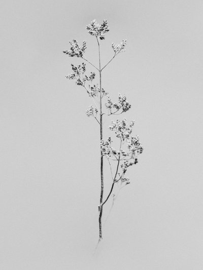 Amid the Flowers 76, 2021 (s/v-foto) av Teis Albers