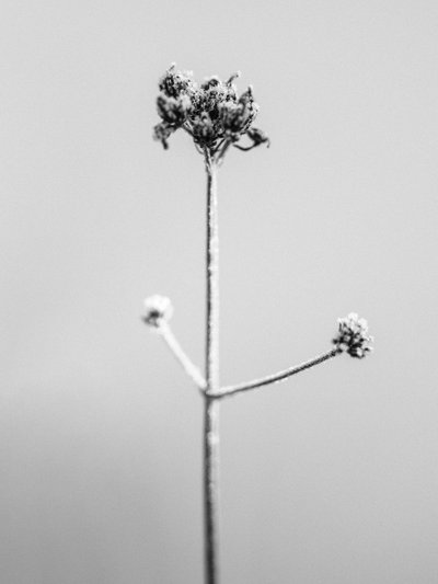 Amid the Flowers 7, 2021 (s/v-foto) av Teis Albers