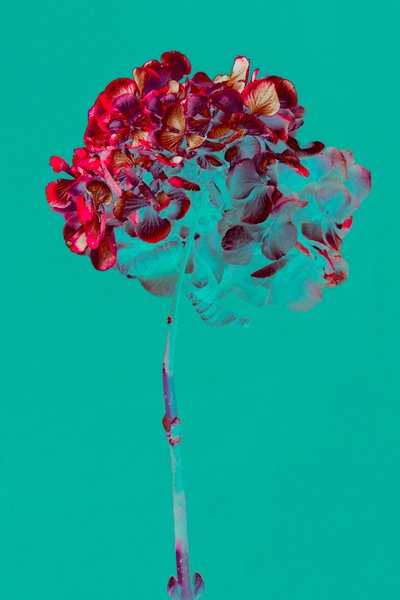 Hortensia, 2018 (foto) av Teis Albers