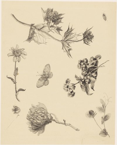 Blommor och blad av Theo van Hoytema