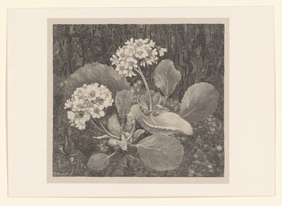 Primrosa i mossan Flower Studies (original serietitel) av Theo van Hoytema