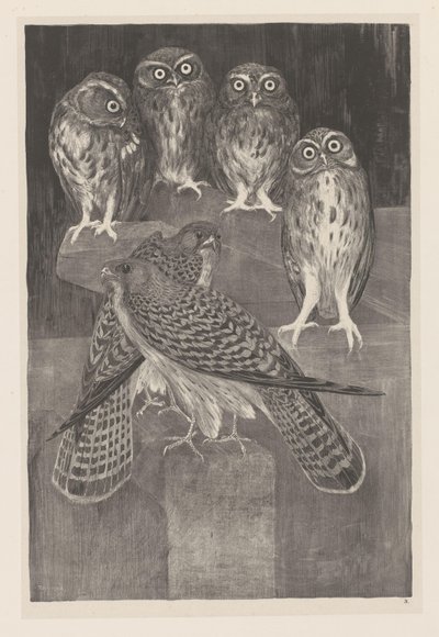 Fyra små ugglor och två tornfalk Animal Studies (original serietitel) av Theo van Hoytema