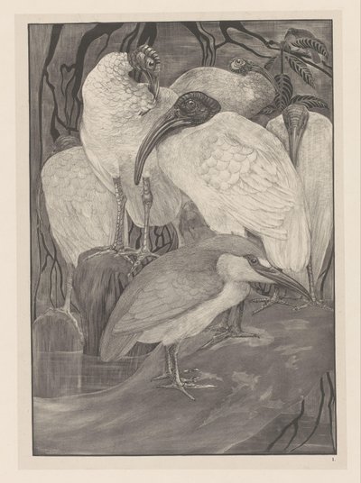 Fem ibisar och en natthäger Animal Studies (original serietitel) av Theo van Hoytema
