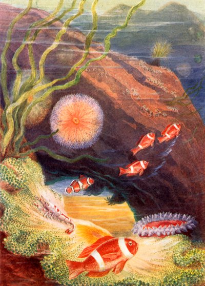 Havets trädgård (färglitografi) av Theobald Carreras