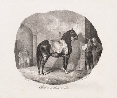 Häst från Caenslätten av Theodore Gericault