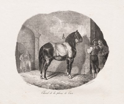 Litograferade studier av hästar: Pl. 7, Häst från Caenslätten av Theodore Gericault
