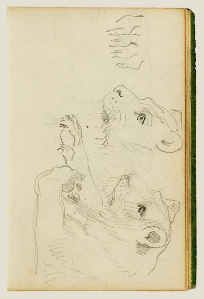Studier av huvudet och frambenen hos en lejonhona av Theodore Gericault
