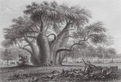Australien: Boadabträdet (gravyr) av Thomas (after) Baines