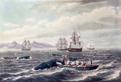 A Shoal of Sperm Whale, graverad av J. Hill, publicerad 1838 (färgakvatint) av Thomas (after) Birch