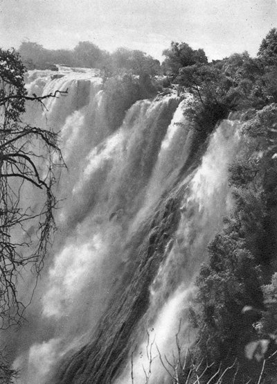 Östlig grå starr, Victoriafallen, Livingstone till Broken Hill, norra Rhodesia, 1925 1927. av Thomas A. Glover