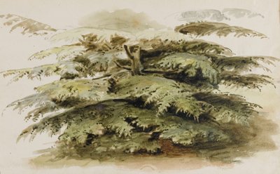 En studie av ett cederträd i Merton av Thomas Baxter