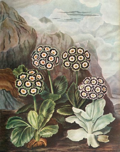Auriculas, c1802-1821, 1948 av Thomas Baxter