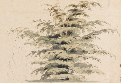 Studie av ett cederträd av Thomas Baxter