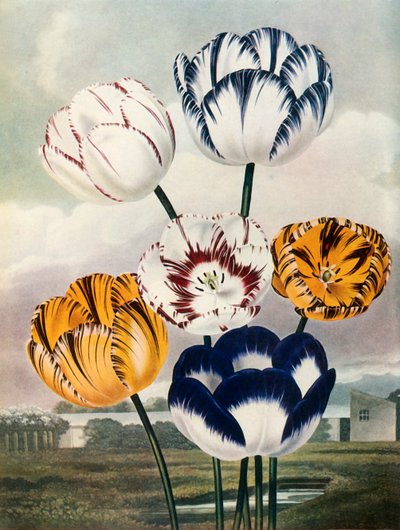 Tulpaner, c1802-1821, 1948. av Thomas Baxter