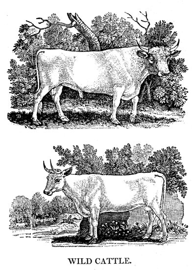 Brittisk vild eller parkboskap, 1790 av Thomas Bewick