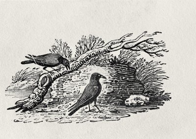 Kråkor (Corvus corone corone) från "History of British Birds" volym I, pub. 1797 (trästick) av Thomas Bewick