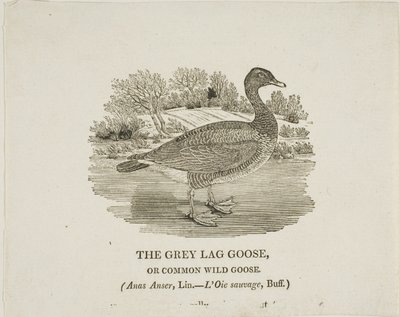 Grey Lag Goose av Thomas Bewick