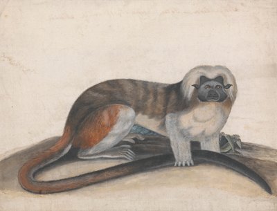 Studera för "The Pinche or Red Tailed Monkey" (tidigare Cottenhead Marmoset) av Thomas Bewick