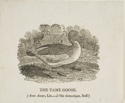 Tama gåsen av Thomas Bewick