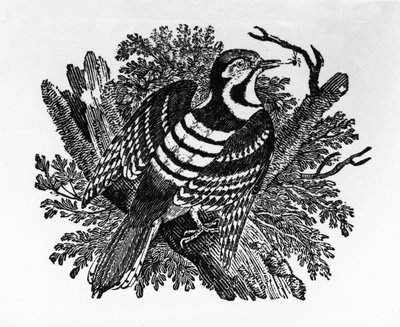 The Barred Woodpecker, illustration från "The History of British Birds" av Thomas Bewick, publicerad första gången 1797 av Thomas Bewick