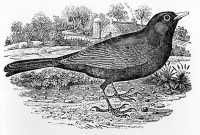 The Blackbird, illustration från "A History of British Birds" av Thomas Bewick, publicerad första gången 1797 av Thomas Bewick