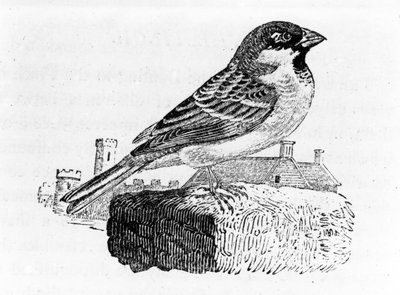 The House Sparrow, illustration från "A History of British Birds", av Thomas Bewick, publicerad första gången 1797 av Thomas Bewick