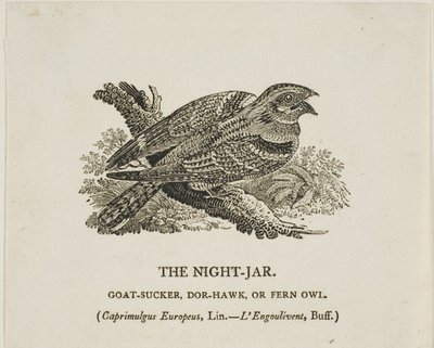 Natt-Jar av Thomas Bewick