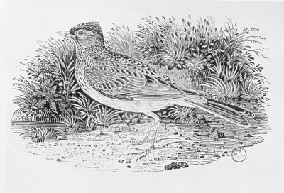 Skylarken (Alauda arvensis) från "History of British Birds" Volume I, pub. 1797 (trägravyr) av Thomas Bewick