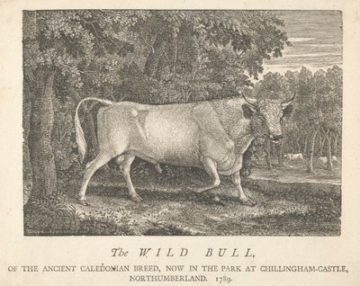 Den vilda tjuren, av den antika kaledonska rasen, nu i parken i Chillingham-Castle, Northumberland. av Thomas Bewick