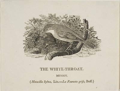 White Throat (fågel) av Thomas Bewick