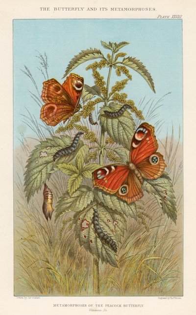 Metamorfoser av påfågelfjärilen, 1888 av Thomas Brown