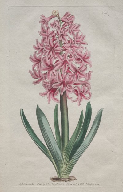 The Botanical Magazine eller Flower Garden Visas: Garden Hyacinth, 1806. av Thomas Curtis