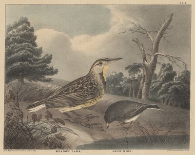 Meadow Lark and Snow Bird, från 